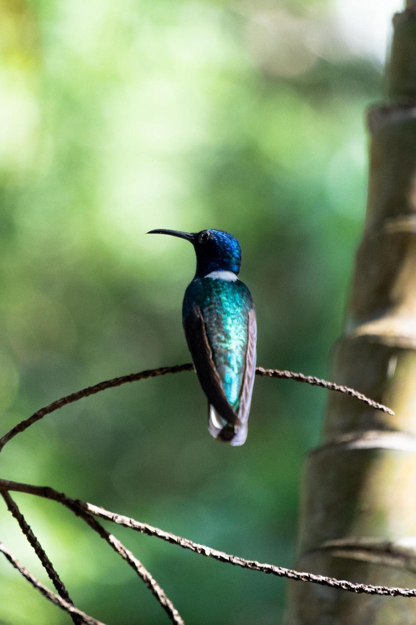 Villa Maria Tayrona, Jungle And Sea Experience Лос-Наранхос Екстер'єр фото